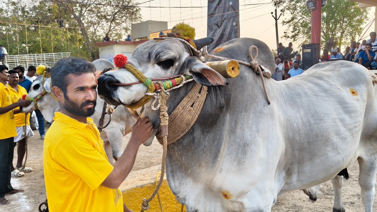 ఆకుల గణపవరం సబ్ జూనియర్స్ 2 వ జత యామిని మోహన్ శ్రీ గారు కొత్తపాలెం సర్పంచ్ గారు