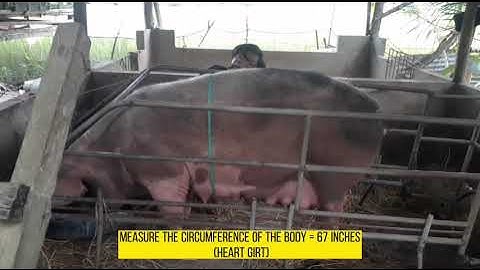 Live Weight Estimation