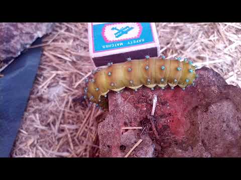 Эта гусеница превращается в бабочку...?Most Poisonous Bugs In The World