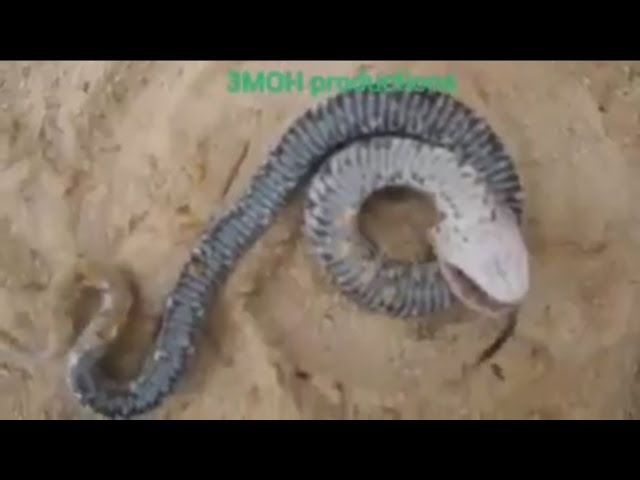 Watch This Snake Play Dead 