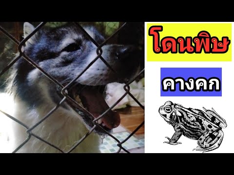 วีดีโอ: พิษของคางคกพิษในสุนัข