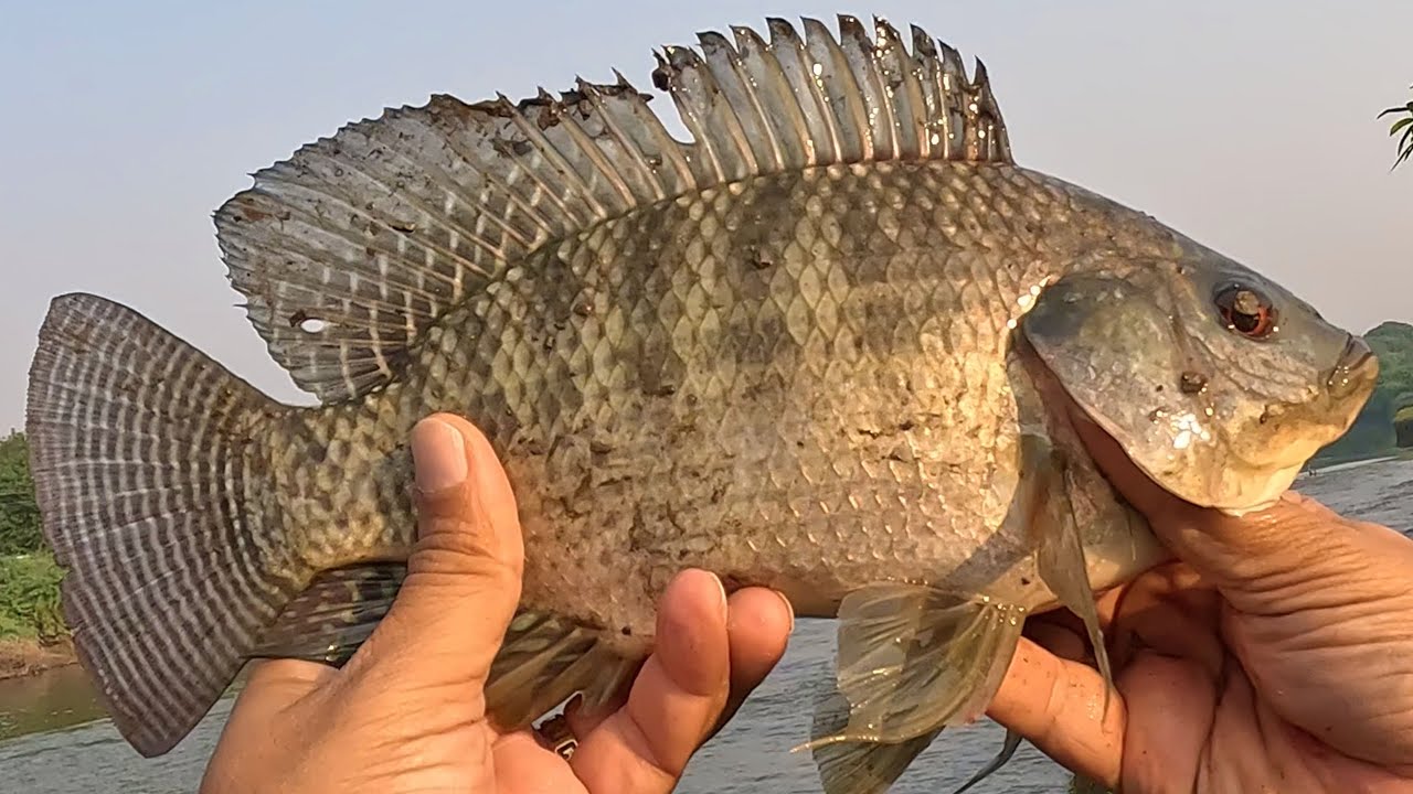 Epic Fail or Epic Catch? Barramundi Trip Ends in Tilapia Madness! | BFS Fishing ATC Combat C51