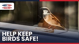 Why You Should Get Bird Safety Window Film