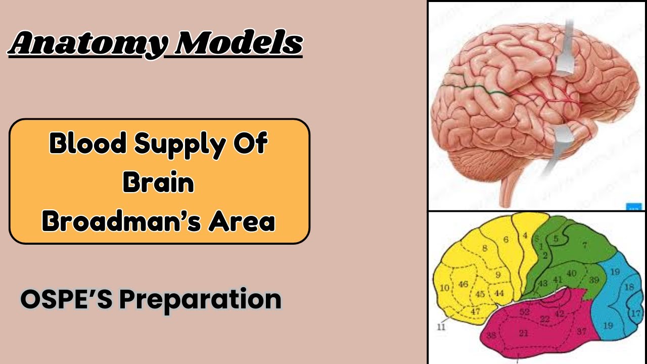 Broad Man Classification Blood Supply of Brain + Broadman's Areas: OSPE Preparation Guide | Dr ...