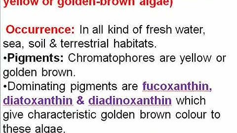 Classification of algae by Fritsch