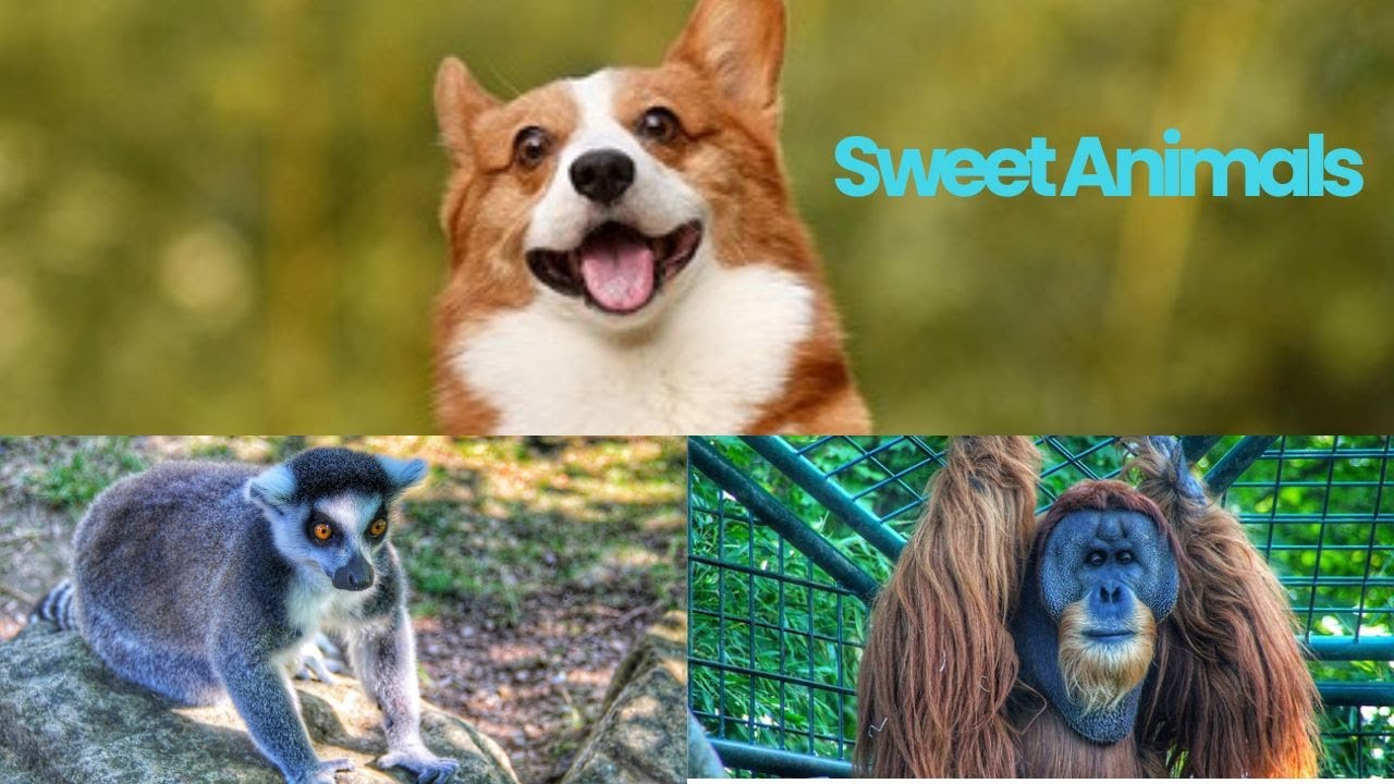 Fun With Animals Fun With Animals: Enjoy Yourself With Our Animal Friends! - YouTube