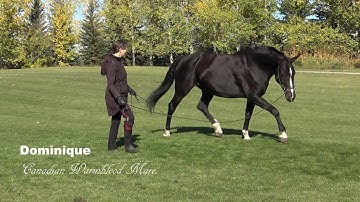 Using Haunches-in to improve balance, suppleness & self carriage in lunging