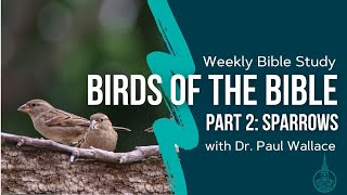 Birds of the Bible pt 2: Sparrows