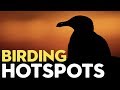Best Birding Locations - How to Find Them