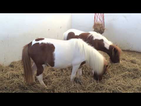 ฟาร์มม้าแคระพัทยา Pipo Pony Club ปีโป โพนี่คลับ สถานที่ท่องเที่ยวพัทยา ชลบุรี