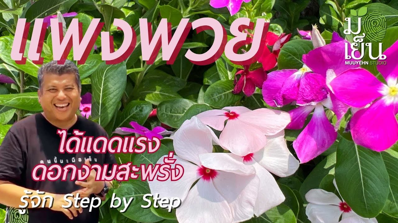 แพงพวย ได้แดดแรงจริง ดอกงามสะพรั่ง มากมายกลายสี Catharanthus roseus หรือ Madagascar periwinkle