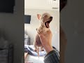 No Front Legs Still Full Of Life No Front Legs Still Full Of Life