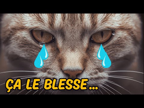 15 Habitudes qui BLESSENT votre chat (sans que vous le sachiez)