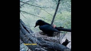 Atmaca I Karga Yavrusu