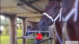Horse Giving Interview