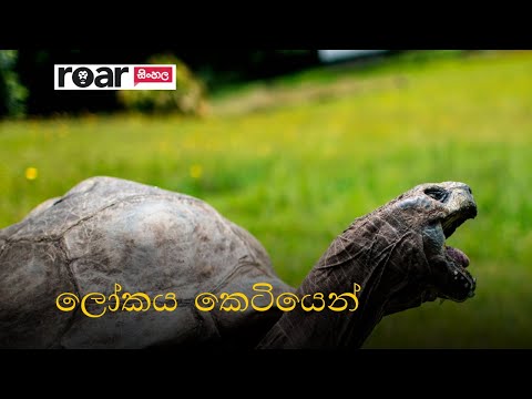 ශාන්ත හෙලේනාවට කීර්තියක් ගෙනා 'ජොනතන්'