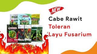 8 Benih Cabe Rawit Toleran Layu Fusarium 2022, Pilih Mana?