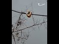 طلاب سوريون ينقذون قطة بحلب#عمون #سوريا