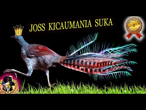 Masteran Murai Batu