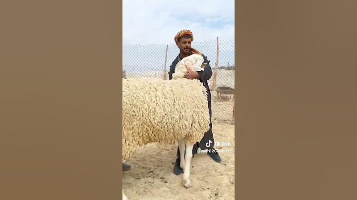 عيد الاضحى علوش كبش تحيا كبيرة لناس الجلفة و اولاد نايل