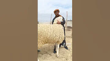عيد الاضحى علوش كبش تحيا كبيرة لناس الجلفة و اولاد نايل 