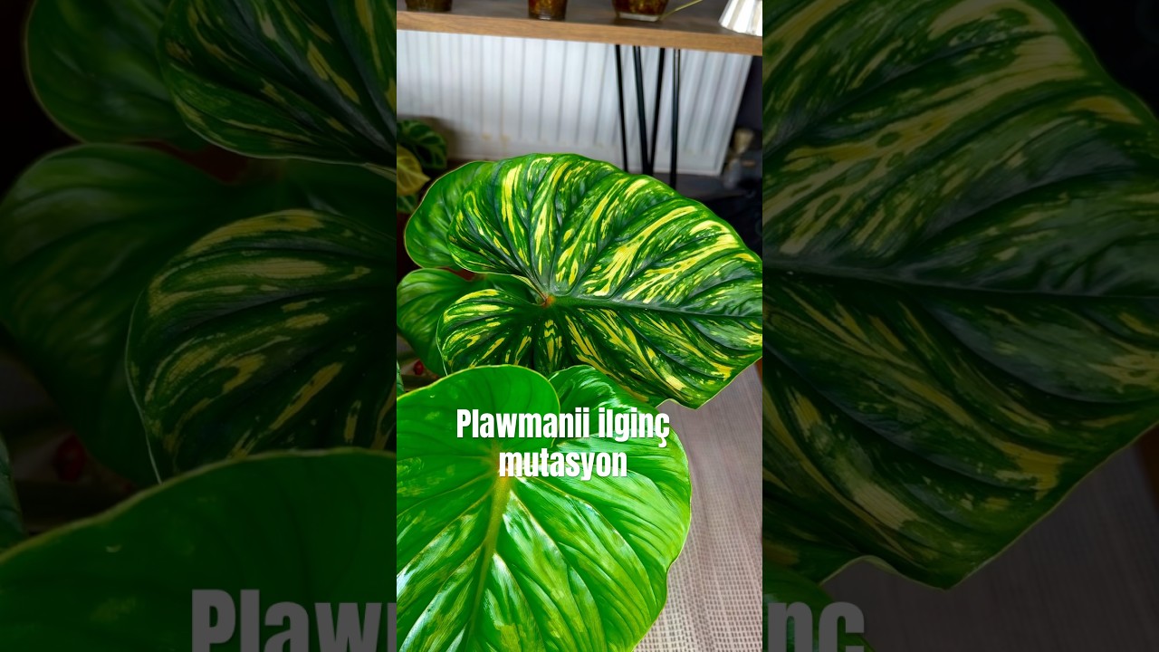 Philodendron Plowmanii mutasyon 🫣