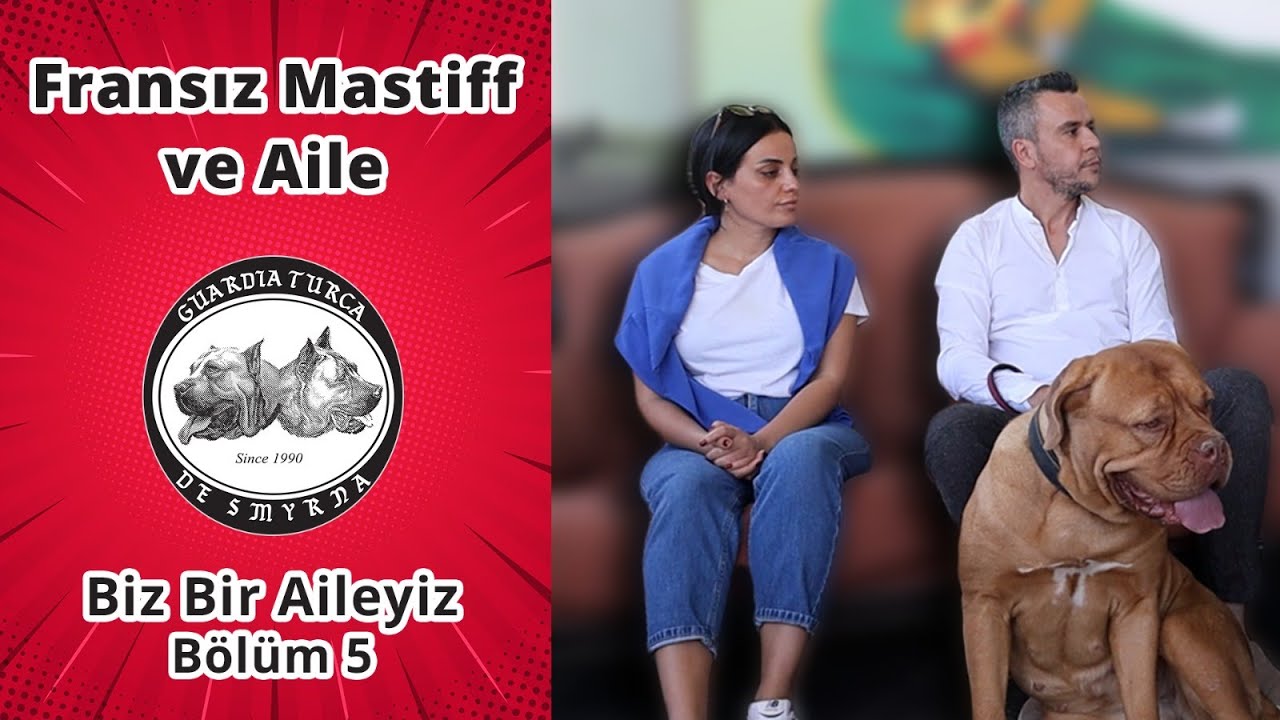Fransız Mastiff ve Ailesi - Biz Bir Aileyiz Bölüm 5 (Köpeklerimizden Memnun Dostlarımız Anlatıyor)