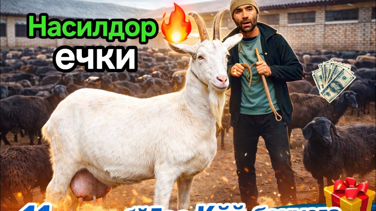 Нақт бўғоз қўйлар🔥Сутдор ечки🤝Қўқон Жамшидбек фермаси