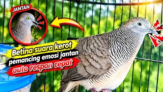 Perkutut Lokal  BETINA Gacor Suara Super Kristal - Pancingan Malas Bunyi  (99%AMPUH BANGET)