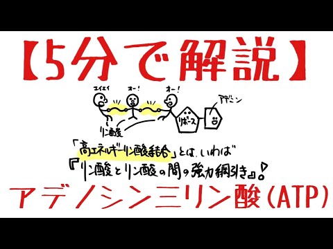 生物基礎 第1章 アデノシン三リン酸(ATP)