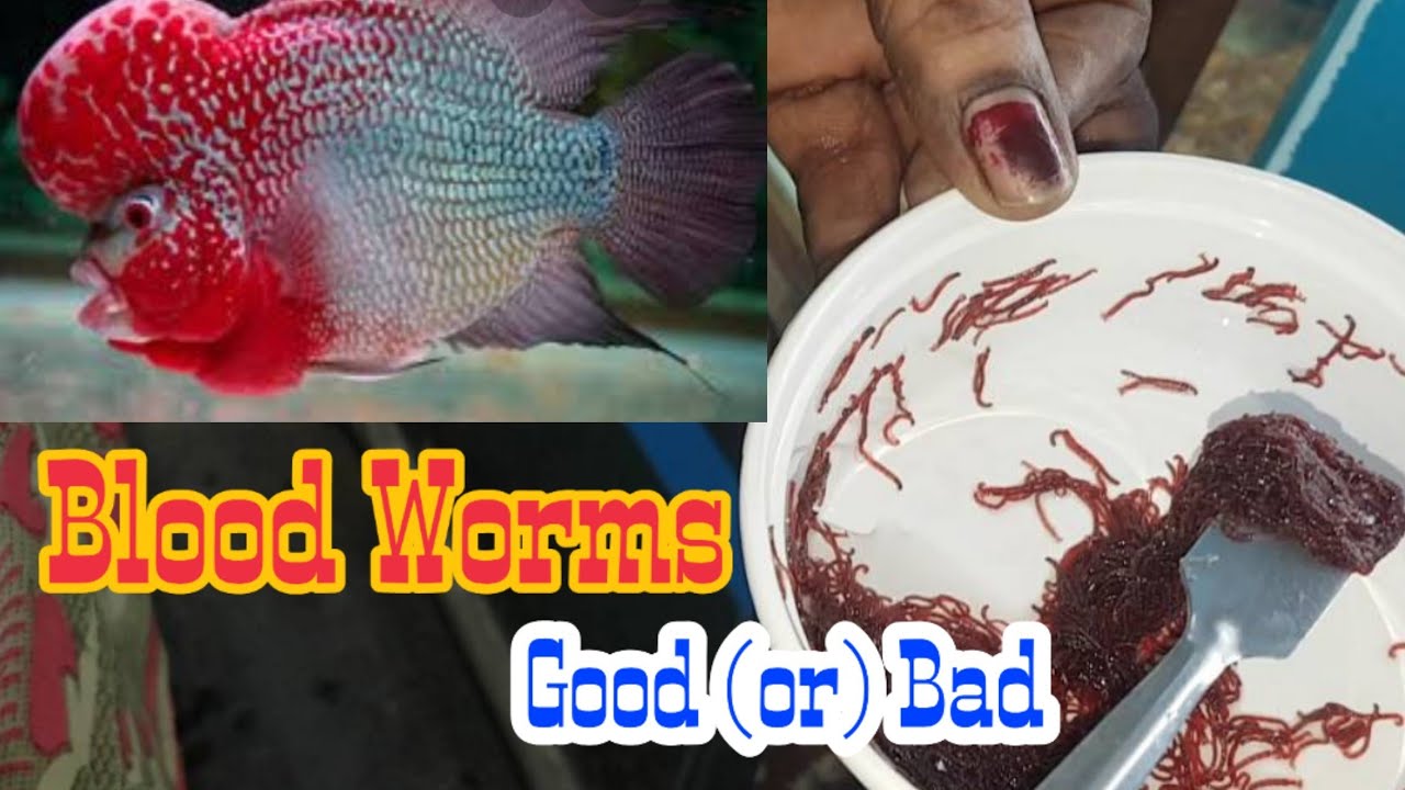 How to feed blood worms to your fishes 