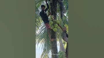 Green coconuts are harvested from trees || nature of beauty