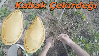 Bal kabak çekirdeği nasıl ekilir | Bal Kabağı Tohumu Ekimi