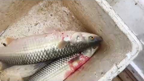 Thực tế kích cá nguyễn chín ra sông test máy cho khách cá to nổi như phao . 0985802199