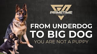 From Underdog to Big Dog - You Are Not a Puppy