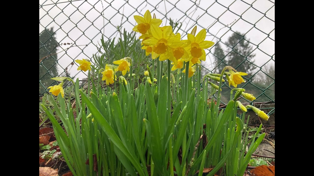 Merthyr Tydfil Cafarthfa Park First signs of spring part 4