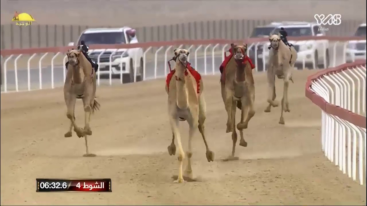 الشوط 4 سيف الحول (المسك) لـ هجن الرئاسه 12:8:9 ، ختامي الوثبه 2020/3/21 حول