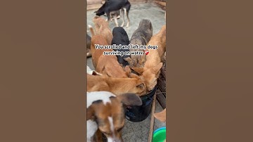 Please don’t scroll my engagement is low a single comment can help our dogs get food 🍱 🥹❤️‍🩹