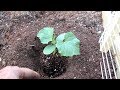 Perfectly Planting Cucumbers, Squash & Zucchini: Making the Planting Hole & 2 Top Mistakes to Avoid