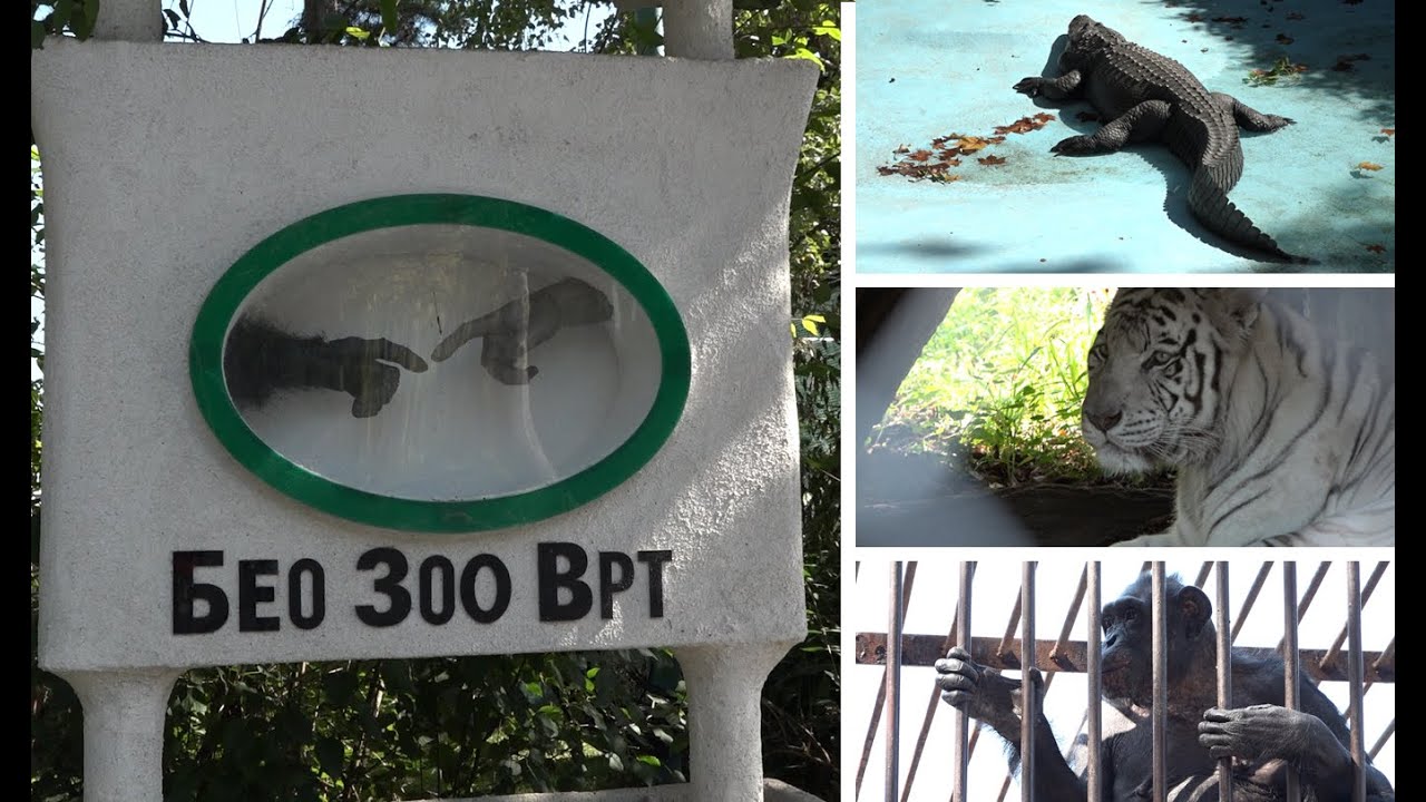 Starac Muja oborio sve rekorde! Ovo je najstariji aligator na svetu!