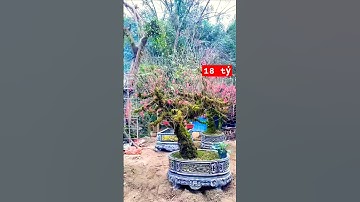 Cây độc lạ bình dương 23 tháng 1, 2025