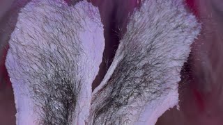 FULL BRAZILIAN WAX - no editing - client conversation 🩷