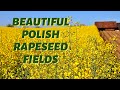 Beautiful Polish Rapeseed Fields