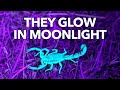 Why All Scorpions Are Fluorescent