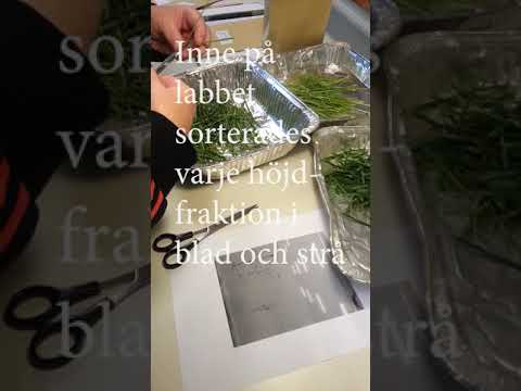 Video: Sorter Och Typer Av Primula (44 Foton): Viale Och Japanska, Polyanthus Och Malakoider, Auricula Och Andra Blommesorter, Särskilt Sorter 