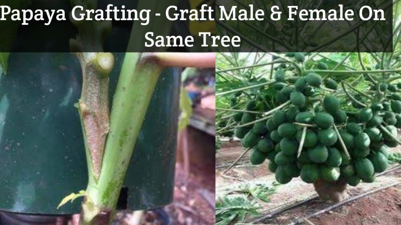 Papaya Grafting Graft Male Female Papaya On Same Tree YouTube