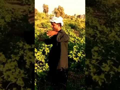 الحاج مكرم ضحك مش بطااااااااااااااااااااال  الحاج مكرم ضحك مش بطااااااااااااااااااااال