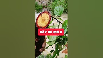 Cây cỏ máu, khắc tinh của bệnh thiếu máu và tê bì tay chân