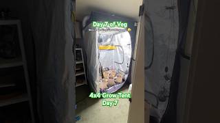 4x4 Grow Tent Update Day 7! | 05.01.2026