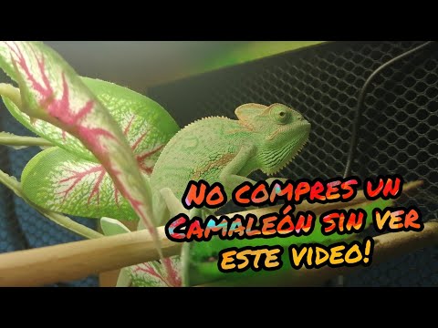 Video: Camaleón Como Mascota